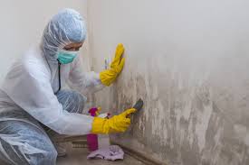 Best Mold Damage Restoration  in Salem, VA